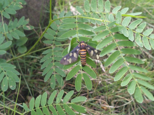 sandalwood defoliator