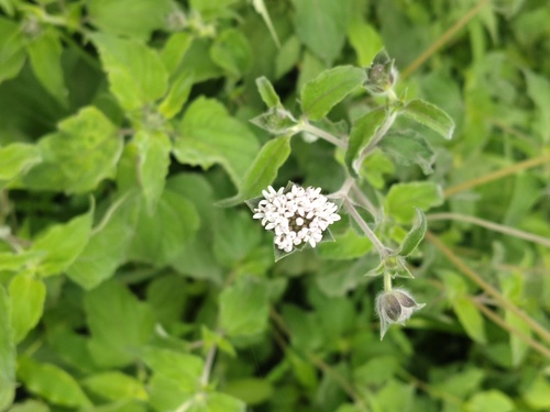Lagascea mollis observed 2026-08-29