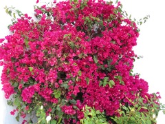 Bougainvillea