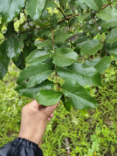 Terminalia anogeissiana observed 2026-08-29