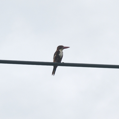 White-throated Kingfisher