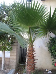 Arecaceae
