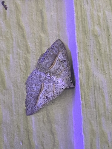 iNaturalist observation photo of Dark-bordered Granite