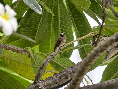 Scaly-breasted Munia