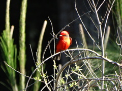 Pyrocephalus rubinus