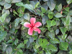 Hibiscus