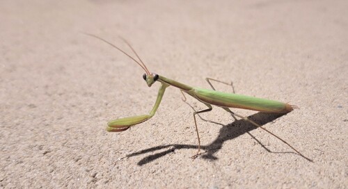 European Mantis