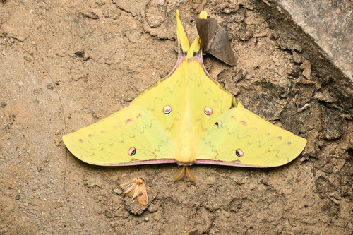 Actias angulocaudata