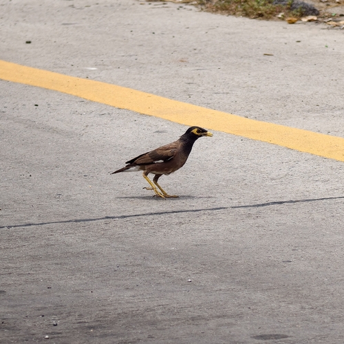 Common Myna