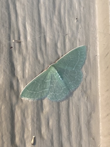 iNaturalist observation photo of Wavy-lined Emerald