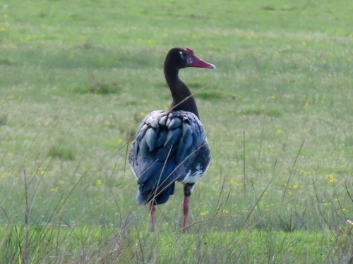iNaturalist image