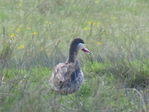 iNaturalist: (c) Gigi Laidler, some rights reserved (CC BY-NC), uploaded by Gigi Laidler iNaturalist image
