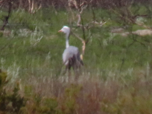 iNaturalist image