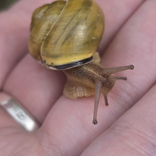 Brown-lipped Snail