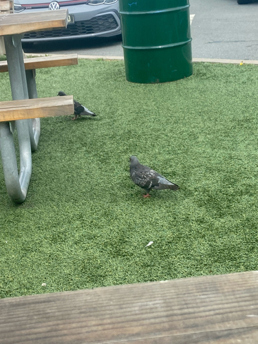 Feral Pigeon