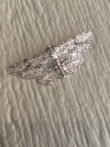 iNaturalist observation photo of Kiawe Moth