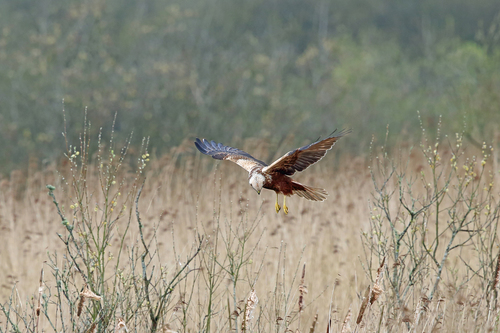 Aguilucho lagunero occidental (Circus aeruginosus)