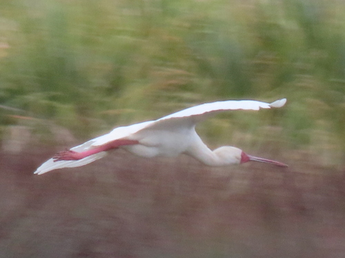 iNaturalist: (c) Gigi Laidler, some rights reserved (CC BY-NC), uploaded by Gigi Laidler iNaturalist image