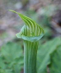 Arisaema angustatum