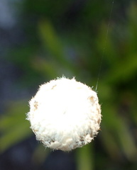 Eriocaulon decangulare image