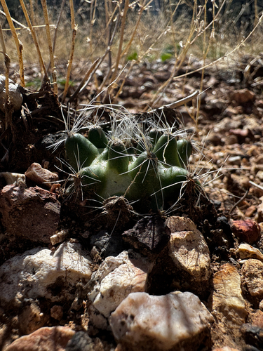Pediocactus paradinei