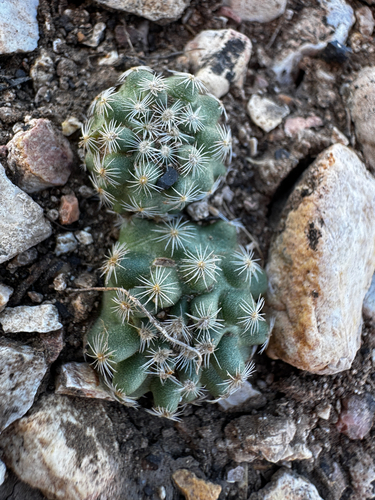 Pediocactus paradinei
