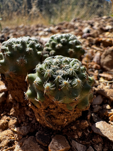 Pediocactus paradinei