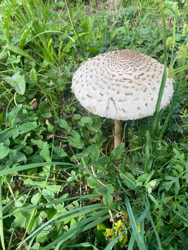 Parasol