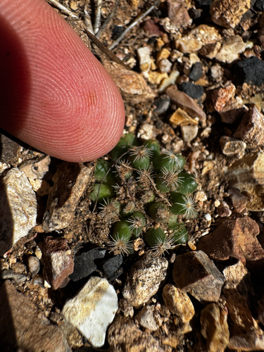 Pediocactus paradinei
