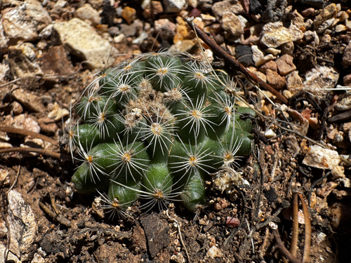 Pediocactus paradinei