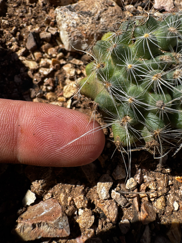 Pediocactus paradinei