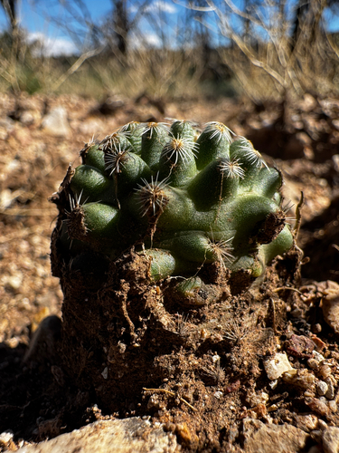 Pediocactus paradinei