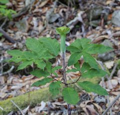 Arisaema angustatum