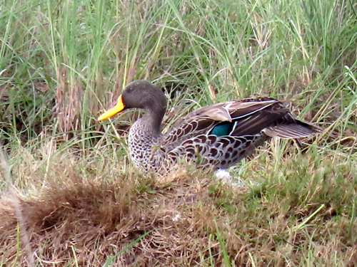 iNaturalist image