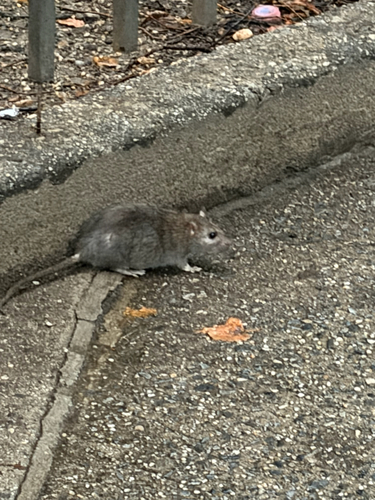 Rat photographed near here on 2026-09-02