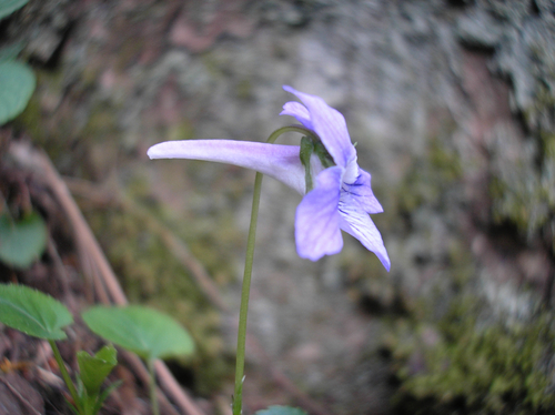 Viola rostrata