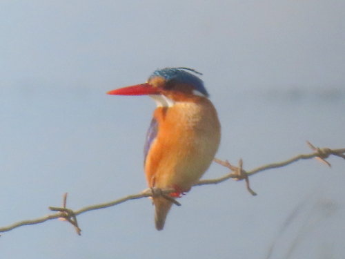 iNaturalist image