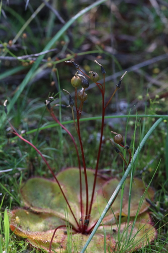 Drosera macrophylla