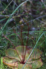 Drosera macrophylla