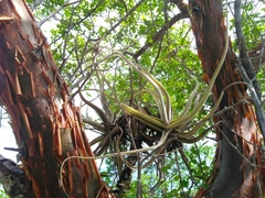 Tillandsia streptocarpa