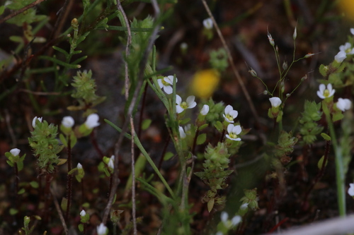 Hairy Stylewort