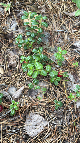 Lingonberry