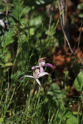 sugar candy orchid