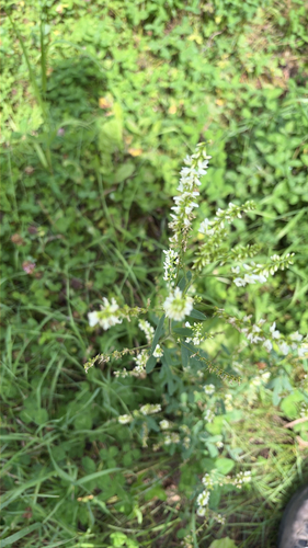 White Sweetclover