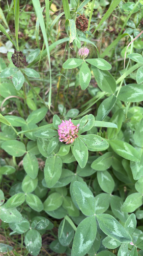 Red Clover