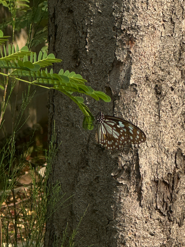 Blue Tiger