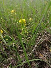 Alyssum montanum gmelinii