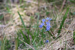 Scilla bifolia