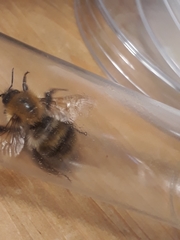 Bombus humilis