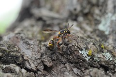 Polybiomyia bellardii